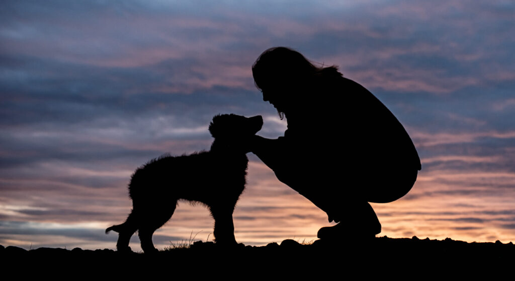 5 Tips To Take Stunning Photos Of Your Dog
