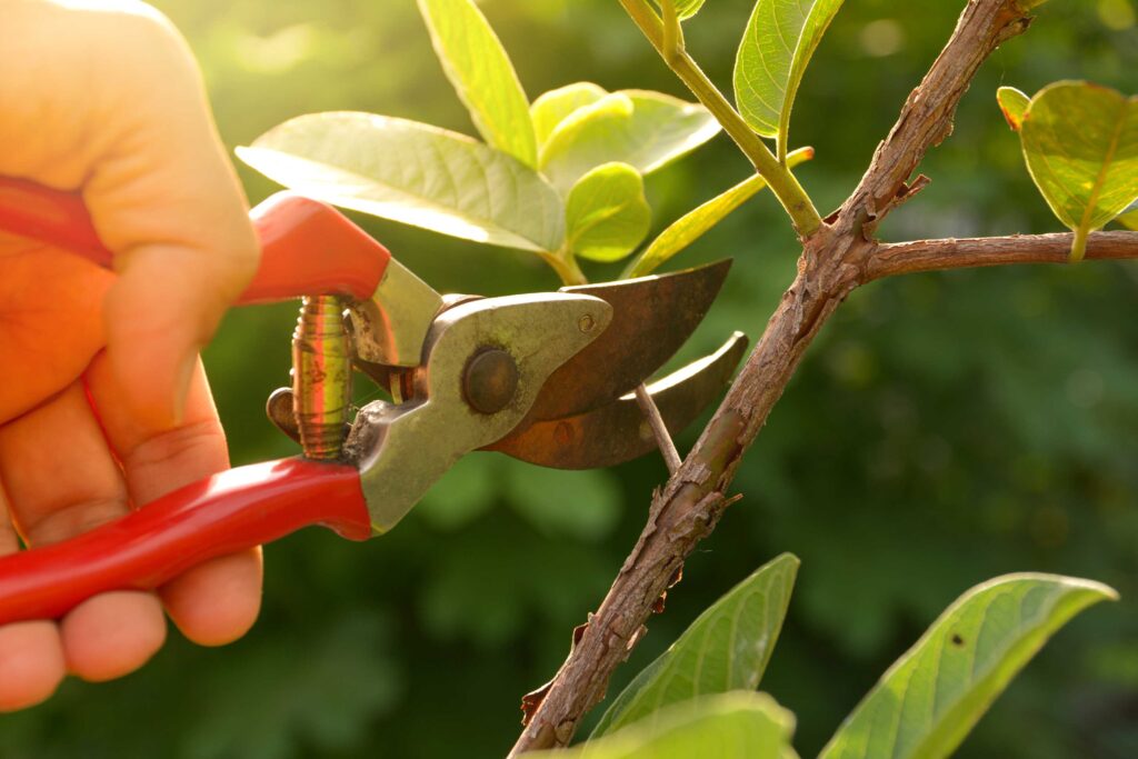 Know The Various Reasons To Hire The Tree Surgeons