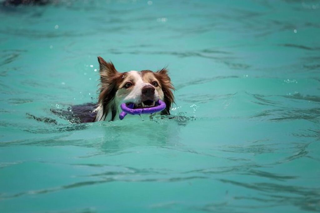 Why Is Hydrotherapy Important For Dogs?