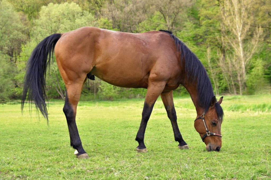 Appetite And How To Tempt Horses To Eat